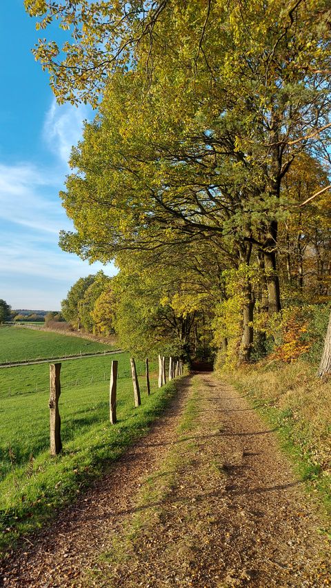 Ein malerischer Weg umgeben von hohen Bäumen in herbstlichen Farben. Der Himmel ist klar und blau, und grünes Feld ist im Hintergrund sichtbar.