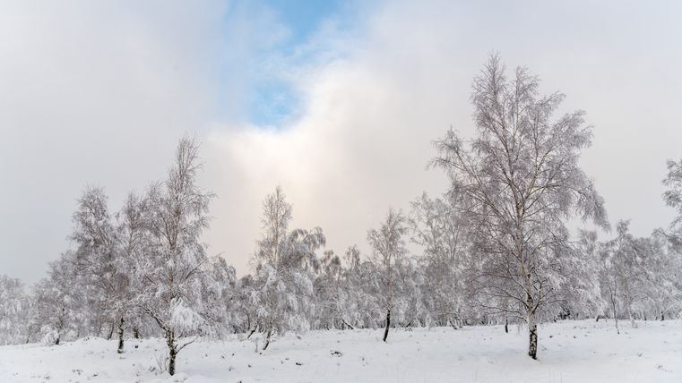 Verschneite Landschaft mit Birken und blauem Himmel.