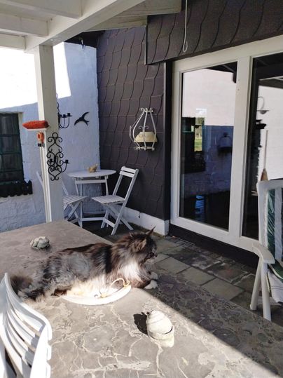 Ein Hund liegt entspannt auf einem Tisch im Freien. Im Hintergrund sind Stühle und ein Fenster sichtbar.