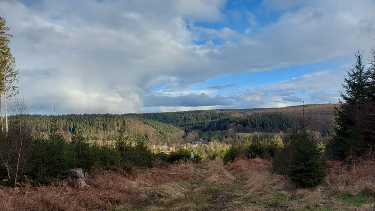 Eine malerische Waldlandschaft mit grünen Bäumen und sanften Hügeln. Der Himmel ist teilweise bewölkt und zeigt blaues Licht.
