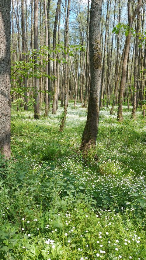 Ein ruhiger Wald mit hohen Bäumen und einer bunten Blumenwiese im Vordergrund. Das Sonnenlicht fällt sanft durch das dichte Blätterdach.