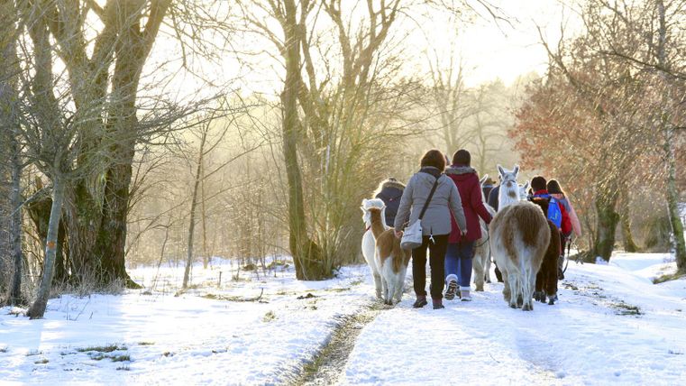 Eine Gruppe von Menschen wandert auf einem verschneiten Weg mit Lamas. Die Bäume sind winterlich mit frostigem Licht umgeben.