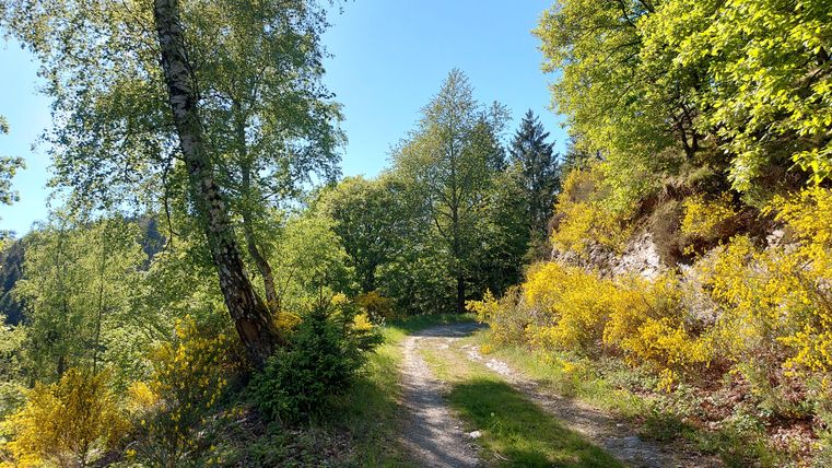 Ein malerischer Weg umgeben von grünen Bäumen und bunten Sträuchern. Die Sonne scheint an einem klaren, blauen Himmel.
