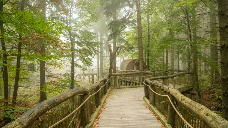 Ein langer Holzsteg mit einem begehbaren Baumstammtunnel inmitten eines Waldes