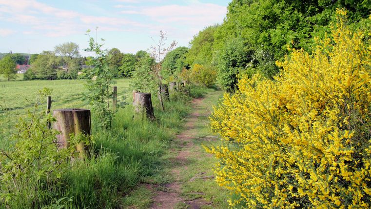 Ein Wanderweg mit gelben Blüten und grünen Bäumen entlang eines Feldes.