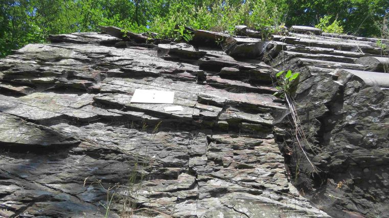 Eine Felswand mit verschiedenen Gesteinsarten und etwas Vegetation. Im Hintergrund sind Bäume und ein blauer Himmel sichtbar.