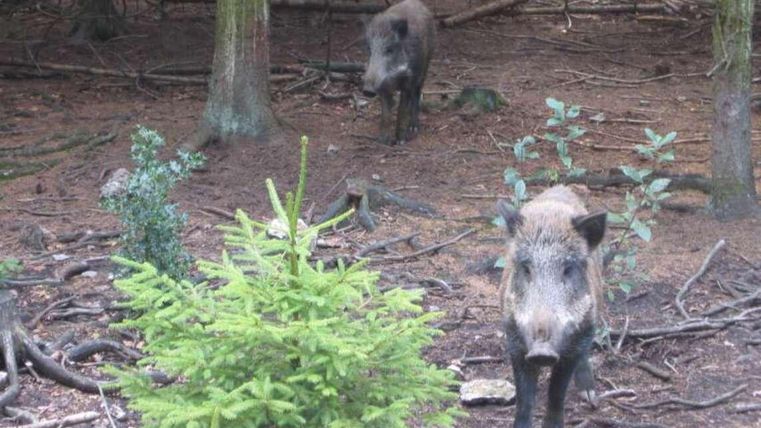 Zwei Wildschweine stehen im Wald zwischen Bäumen und Sträuchern. Der Boden ist mit Laub und Zweigen bedeckt.