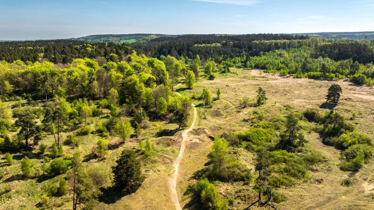 Eine weite Landschaft mit sanften Hügeln und verstreuten Bäumen. Der Himmel ist klar und die Vegetation ist üppig und grün.