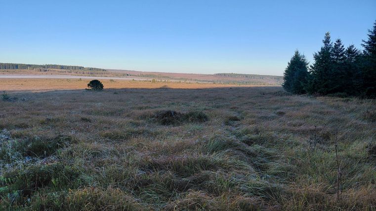 Eine weite Wiese mit hohem Gras und einem klaren blauen Himmel. Am Rand stehen vereinzelte Bäume.