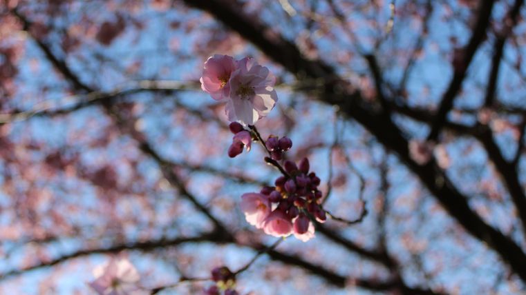 Blühende Kirschblüten vor einem blauen Himmel. Die Äste sind mit zarten rosa Blüten geschmückt.