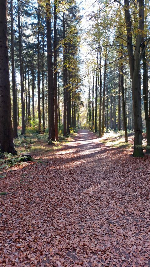 Ein ruhiger Waldweg, umgeben von hohen Bäumen. Der Boden ist mit buntem Laub bedeckt und das Licht scheint durch die Äste.