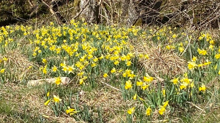 Ein Feld voller gelber Narzissen blüht im Frühling. Die grünen Blätter und die sonnigen Blumen sorgen für eine fröhliche Stimmung in der Natur.