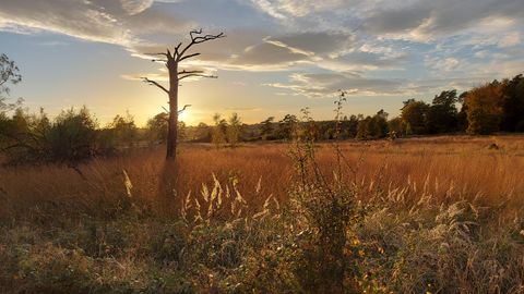 Eine malerische Landschaft mit hohem, goldenem Gras und einem einsamen Baum. Im Hintergrund strahlt die Sonne über den horizon und färbt den Himmel in warmen Farben.
