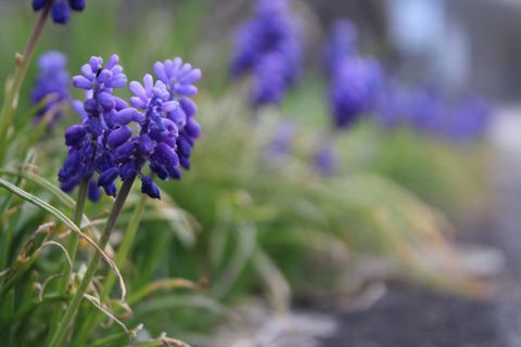 Viele lila Blumen wachsen am Rand eines Weges. Die Pflanzen sind umgeben von grünem Gras und geben ein freundliches Bild ab.