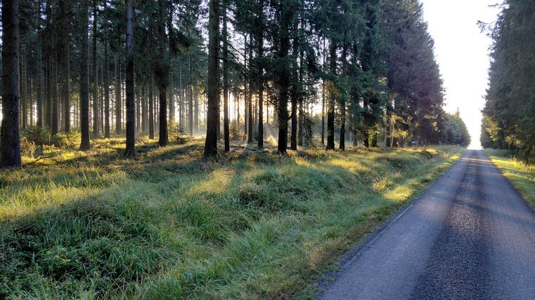 Ein ruhiger Waldweg, umgeben von hohen Bäumen und sanftem Licht. Grüne Wiesen säumen die Straße und schaffen eine friedliche Atmosphäre.