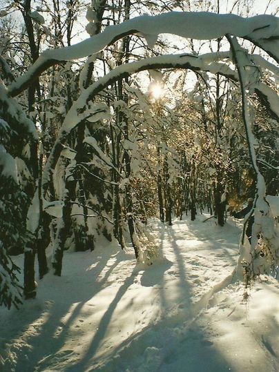 Ein verschneiter Wald mit Sonnenlicht, das durch die Bäume scheint. Die schneebedeckten Äste bilden einen schönen Bogen über den Weg.