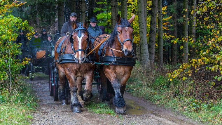 Zwei starke Pferde ziehen eine Wagen durch einen Waldweg. Im Hintergrund sind Bäume mit buntem Laub zu sehen.