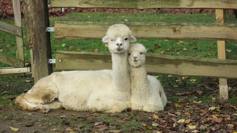 Zwei Alpacas liegen entspannt neben einer Holzlattenzäune. Sie haben ein flauschiges, weißes Fell und wirken neugierig.