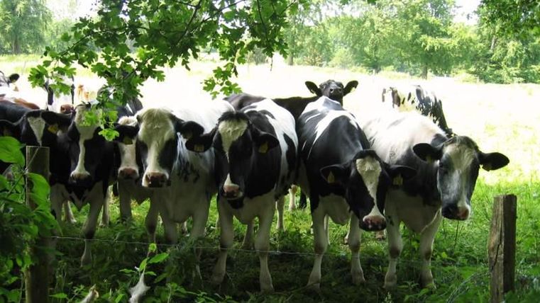 Eine Gruppe von schwarz-weißen Kühen, die auf einer grünen Wiese stehen. Bäume und ein klarer Himmel sind im Hintergrund sichtbar.