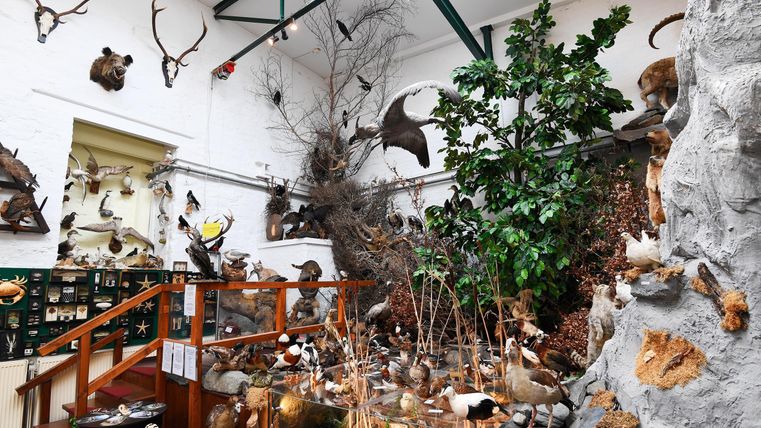 Ein Ausstellungssaal mit verschiedenen Tierpräparaten und Pflanzen. An den Wänden hängen Geweihe und ausgestopfte Tiere, während eine Treppe in den Raum führt.