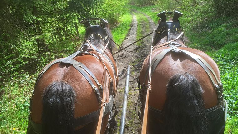 Zwei Pferde mit Geschirren ziehen einen Wagen auf einem schmalen, von Bäumen umgebenen Weg. Die Umgebung ist grün und sonnig.