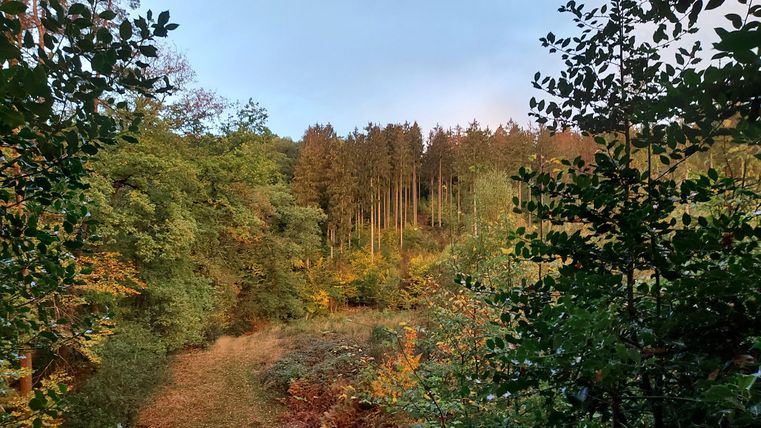 Eine malerische Waldlandschaft mit hohen Bäumen und buntem Laub. Der Himmel ist leicht bewölkt und strahlt sanftes Licht aus.