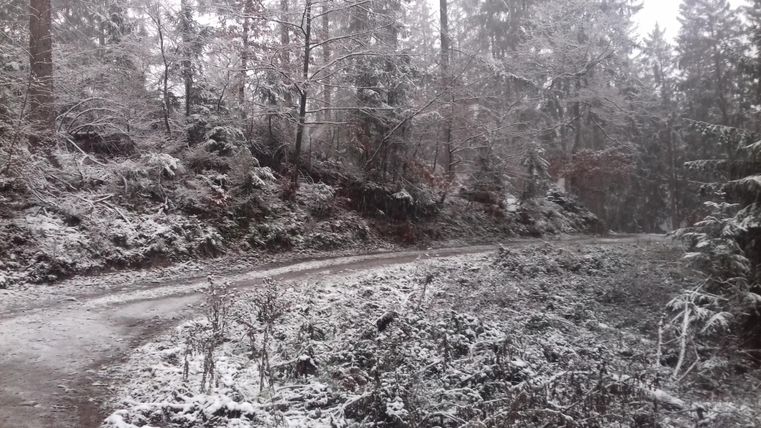 Eine verschneite Waldlandschaft mit einem gewundenen Weg. Die Bäume sind mit Schnee bedeckt, und die Atmosphäre ist ruhig und winterlich.