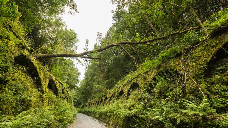 Ein bewachsener Tunnel auf der Vennbahn mit einem umgestürzten Baum darüber.