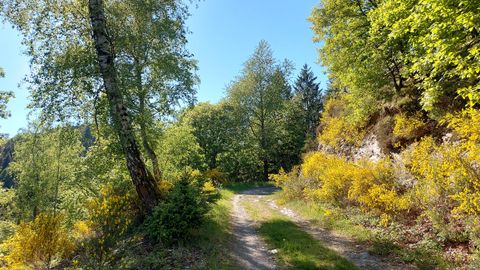Ein malerischer Weg umgeben von grünen Bäumen und bunten Sträuchern. Die Sonne scheint und schafft eine einladende Atmosphäre.