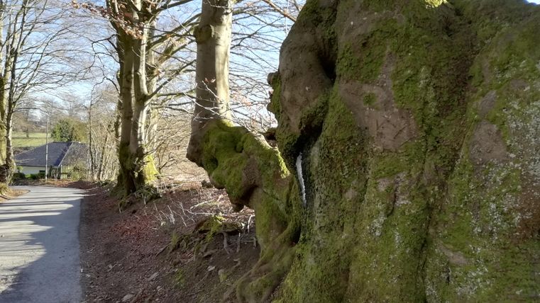 Ein verwachsener Baumstamm mit moosbedeckter Rinde steht an einem ruhigen Weg. Im Hintergrund sind weitere Bäume und der Himmel gut sichtbar.