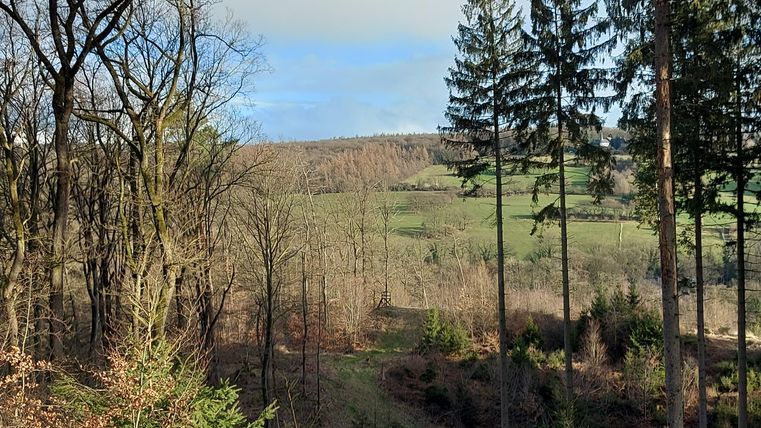 Eine ruhige Waldlandschaft mit hohen Bäumen und sanften Hügeln. Der Himmel ist teilweise bewölkt und klar.
