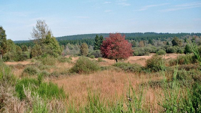 Eine weite Landschaft mit Hügeln und buntem Gras. Ein einzelner roter Baum zieht die Aufmerksamkeit auf sich.