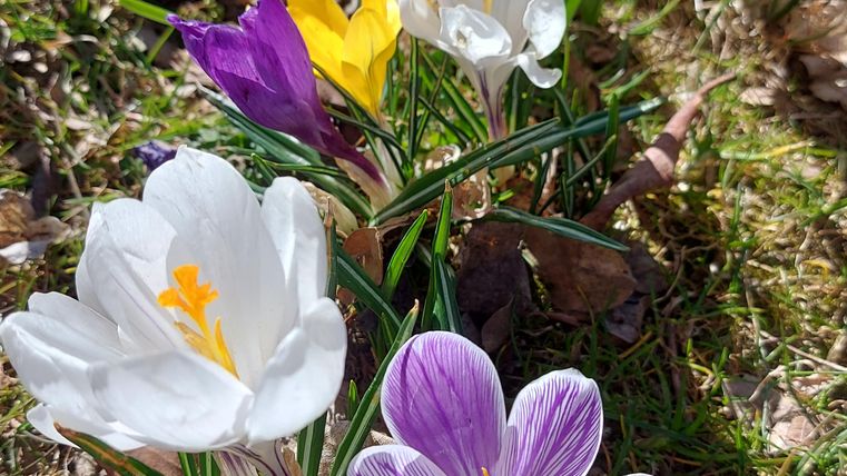 Bunte Krokusse blühen auf einer Wiese. Die Blumen sind in Weiß, Gelb und Lila und bringen Farbe in die Landschaft.