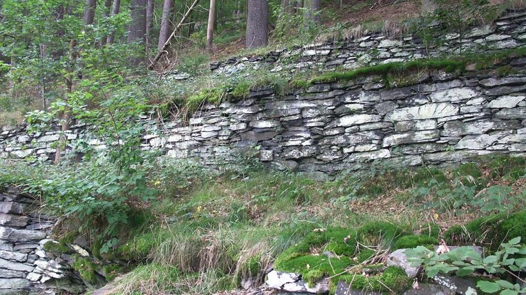 Eine natürliche Steinmauer, die mit Gras und Pflanzen bewachsen ist. Im Hintergrund sind hohe Bäume im Wald sichtbar.