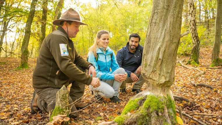 Drei Personen sitzen im Wald neben einem Baum und betrachten dessen Wurzeln. Die Umgebung ist herbstlich mit buntem Laub und sanftem Licht.