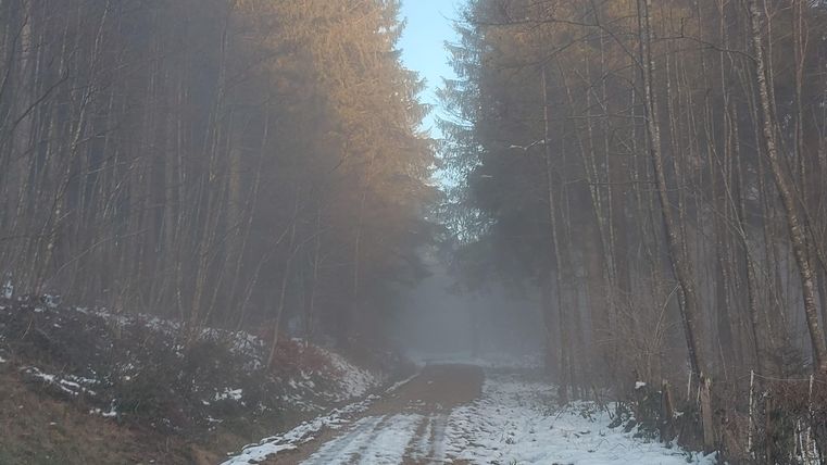 Ein schmaler Weg durch einen nebeligen Wald mit hohen Bäumen. Am Rand des Weges liegt noch etwas Schnee.