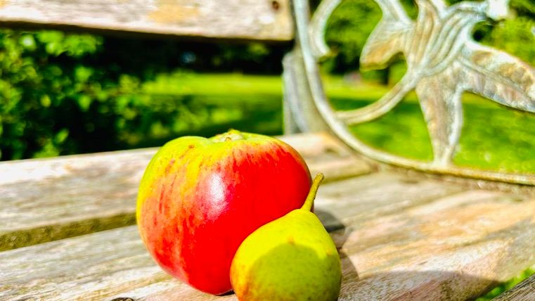 Ein roter Apfel und eine kleine Birne liegen auf einer Holzbank. Im Hintergrund sind grüne Wiesen zu sehen.