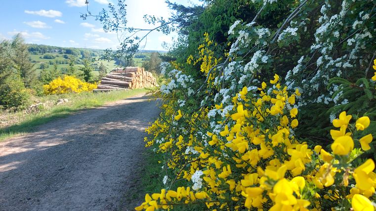Ein schöner Weg, gesäumt von bunten Blumen, führt durch eine grüne Landschaft. Im Hintergrund sind sanfte Hügel und eine blaue Himmel zu sehen.