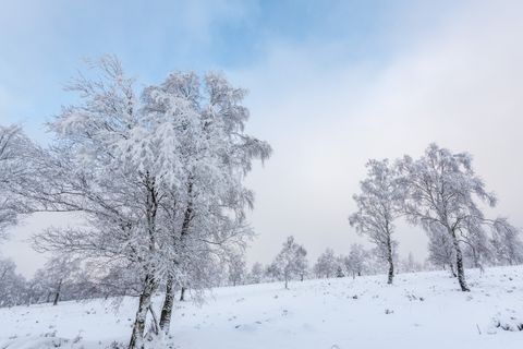 Verschneite Bäume in einer winterlichen Heidelandschaft unter blauem Himmel.