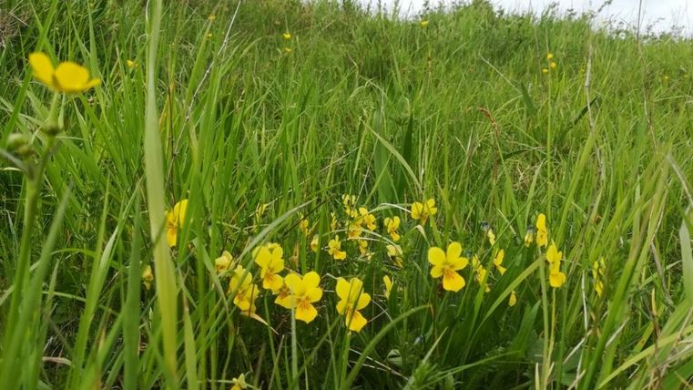 Eine Wiese mit hohen grünen Gräsern und leuchtend gelben Blumen. Der Himmel ist bewölkt und die Natur wirkt frisch und lebendig.