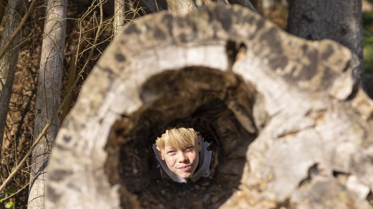 Ein Baumstamm mit einem Loch, durch das das Gesicht einer Person sichtbar ist. Im Hintergrund sind weitere Bäume zu sehen.