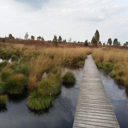 Ein Holzsteg führt durch ein Moorgebiet mit grünen Halmen und ruhigem Wasser. Im Hintergrund sind vereinzelte Bäume und ein bewölkter Himmel zu sehen.