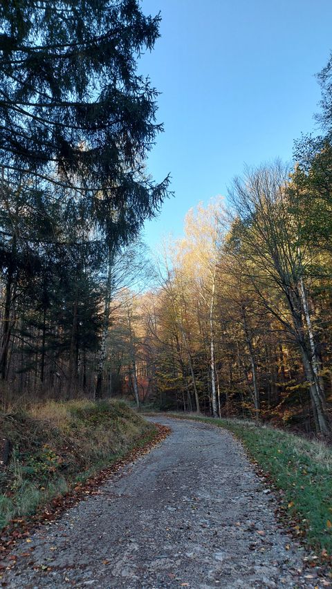 Ein schmaler Weg führt durch einen herbstlichen Wald. Bäume mit bunten Blättern und ein klarer blauer Himmel sind zu sehen.