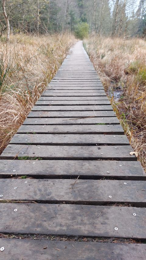 Ein Holzsteg führt durch ein Gebiet mit hohem Gras und Bäumen im Hintergrund. Der Weg scheint in die Natur zu führen und lädt zu einem ruhigen Spaziergang ein.
