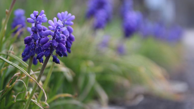 Viele lila Blumen wachsen am Rand eines Weges. Die Pflanzen sind umgeben von grünem Gras und geben ein freundliches Bild ab.