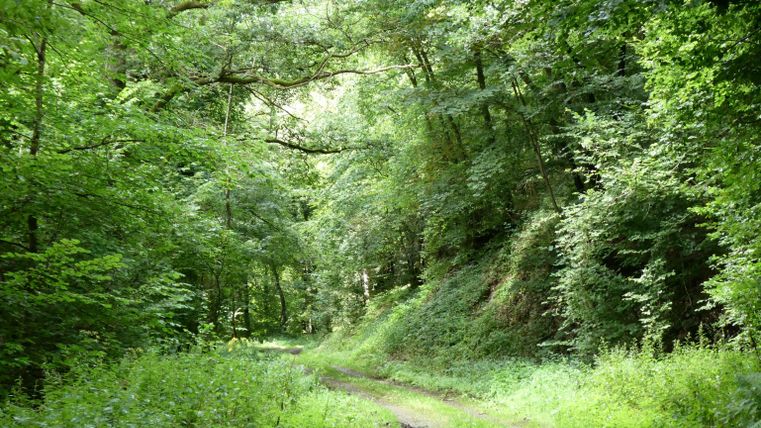 Ein ruhiger Waldweg, umgeben von üppigem Grün und hohen Bäumen. Die Sonne scheint sanft durch das Blätterdach.