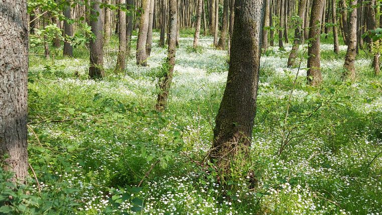 Ein ruhiger Wald mit hohen Bäumen und grünem Unterholz. Über den Boden blühen viele kleine weiße Blumen.