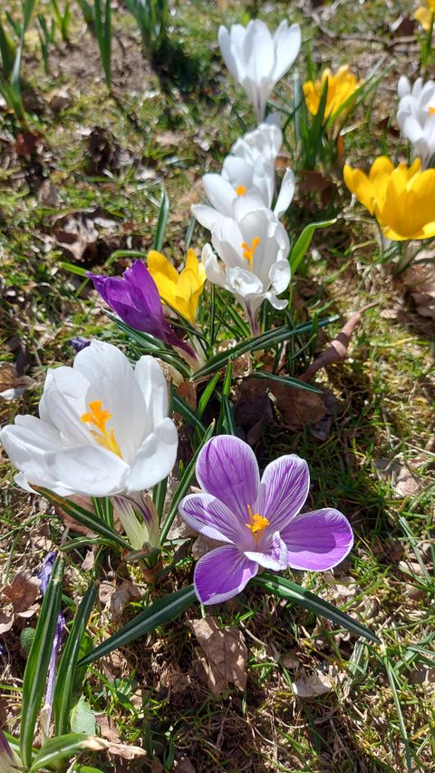 Bunte Krokusse blühen auf einer Wiese. Die Blumen sind in Weiß, Gelb und Lila und bringen Farbe in die Landschaft.