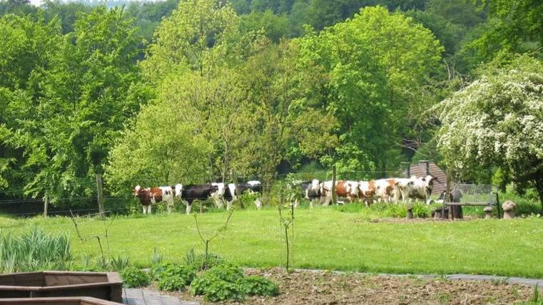 Eine grüne Wiese mit Kühen und vielen Bäumen im Hintergrund. Im Vordergrund sind Pflanzenbeete zu sehen.