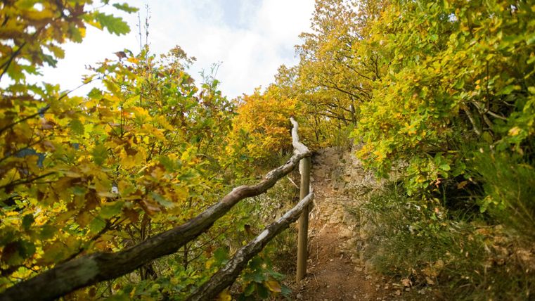 Ein schmaler Wanderweg mit Holzgeländer führt durch herbstlich gefärbte Bäume.